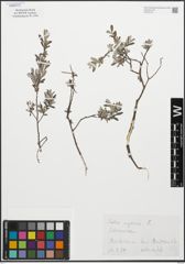 Foto von Salix repens L.